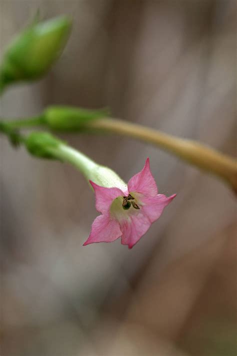 VPlants Image Details 15899252