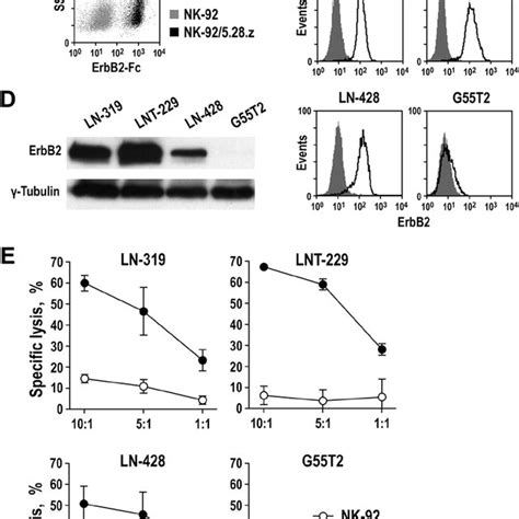 Specific Cytotoxicity Of Chimeric Antigen Receptor Carengineered