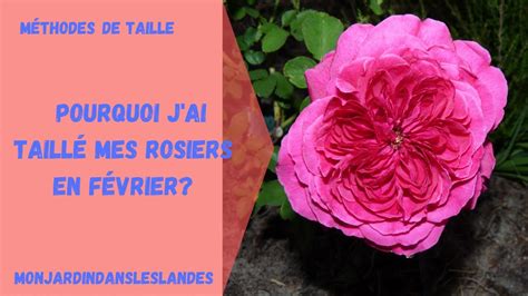 Pourquoi j ai taillé mes rosiers en février Monjardindansleslandes