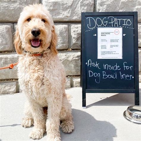 20 Pet Friendly Destinations in Dubuque | Travel Dubuque