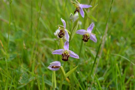 Rare British Orchids Add Colour To Our Meadows From Ox Magazine