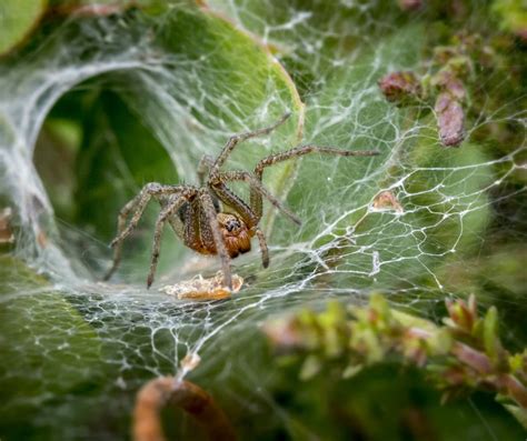 When is Spider Season? | JB's Pest Control