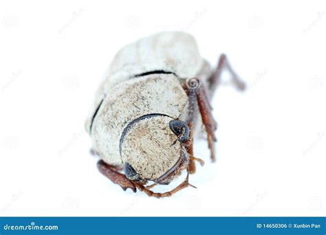 Insect beetle stock photo. Image of fauna, leaf, flora - 14650306