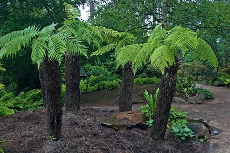 Plants & Flowers » Dicksonia antarctica