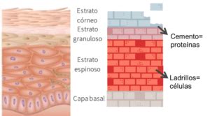 La Piel De Mariposa O Epiderm Lisis Bullosa Urgo Medical