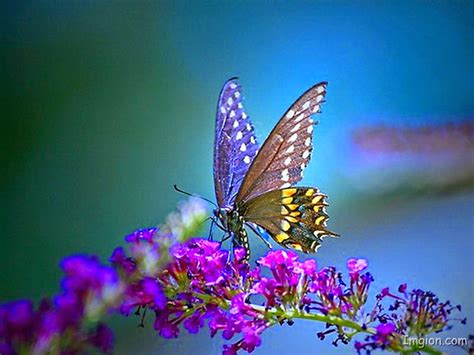 Butterfly Wallpaper Wallpapers