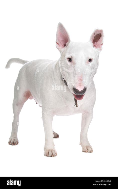 Bull Terrier Hi Res Stock Photography And Images Alamy