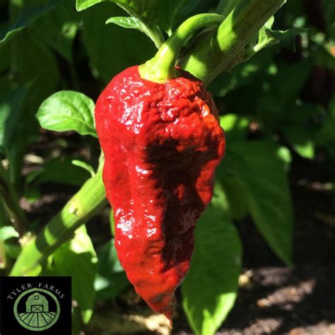 Chocolate Naga Viper Pepper Seeds | Tyler Farms