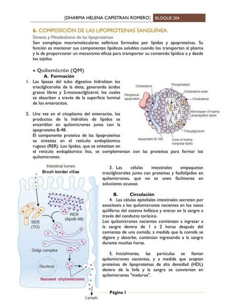 Lipoprote Nas Helen C Romero Udocz