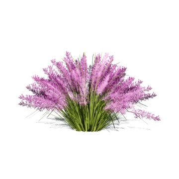 Pinkgrass PNG Transparent Images Free Download | Vector Files | Pngtree