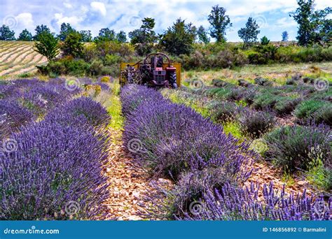 Lavanda De Provence Cosecha De Las Plantas Arom Ticas De La Lavanda P