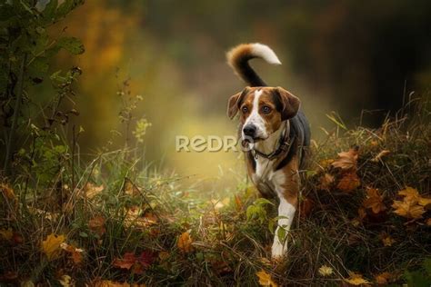 Fototapete Hund spaziert im Herbstwald nach Maß myredro de