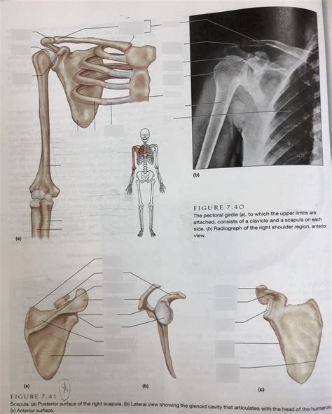 Honors Anatomy And Physiology Figure 7 41 Diagram Quizlet