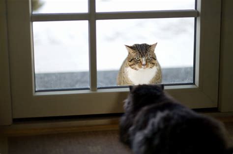 Indoor Vs Outdoor Cat: What Should It Be? - Ultimate Pet Nutrition