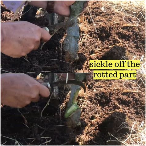 Dragon Fruit Stem Root Rotting Saving Preventing Artofit