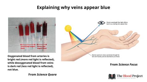 Why Does Venous Blood Appear Blue The Blood Project