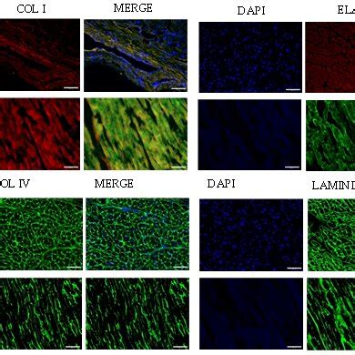 Immunofluorescence Analysis Of Native And Decellularized A Pulmonary