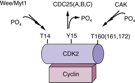 Regulation Of The Cell Cycle Oncohema Key