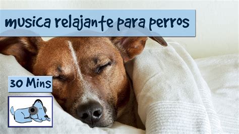 Musica Calmante Para Perros YouTube