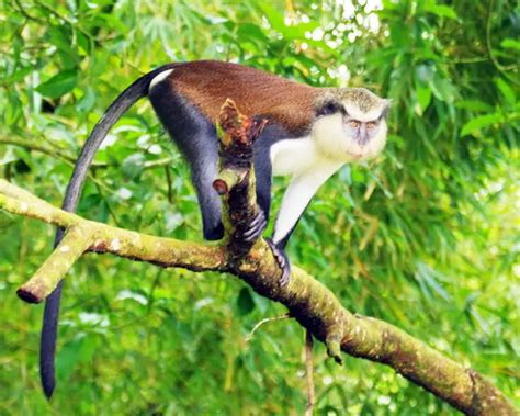 Mona Monkey Facts Diet Habitat And Pictures On Animaliabio