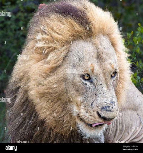 Portrait Of A Male Lion Mane Blowing In The Wind With The Beginnings