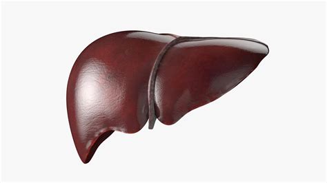 3d Human Liver Anatomy Turbosquid 1735065