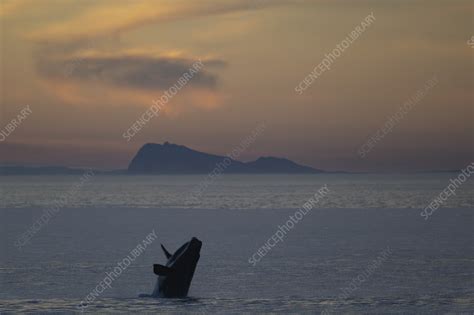 Southern Right Whale Breaching At Dusk Stock Image C