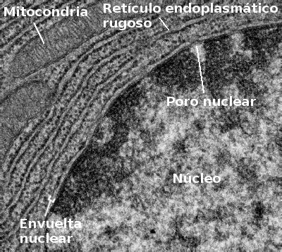 La célula 4 Núcleo Envuelta nuclear Atlas de Histología Vegetal y