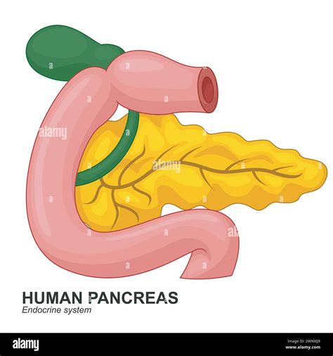 Human Internal Pancreas Cartoon Vector Illustration Stock Vector Image