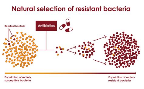 Kako preživljavaju najsposobniji Rezistencija na antibiotike kao vid