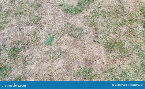 Lawn With Dying Grass Texture Of Dead Dry Grass Background Stock Image Image Of Drought