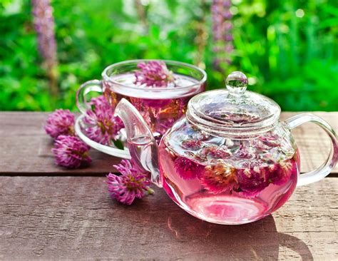 How To Make Red Clover Tea 15 Amazing Red Clover Tea Uses