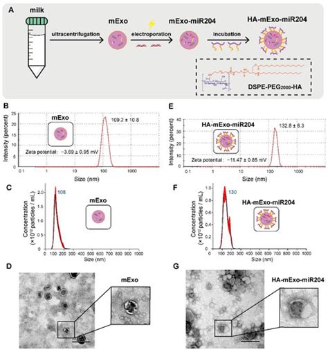 Cells Free Full Text Hyaluronic Acid Coated Bovine Milk Exosomes