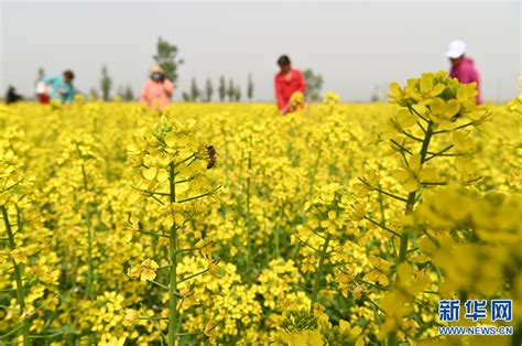 河南沁阳：制种基地农事忙 新华网河南频道