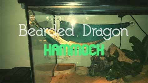 Best Bearded Dragon Hammock: Learn What's Right For Your Beardie