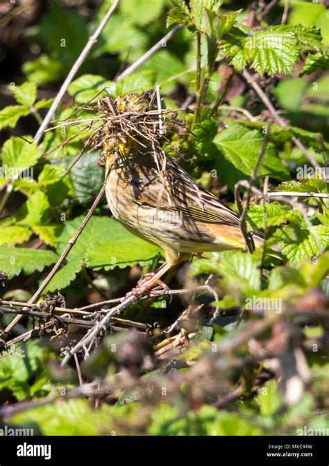 Female yellowhammer hi-res stock photography and images - Alamy