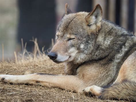 Understanding the Wolf Coyote Dog Hybrid: Facts and Traits