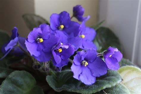 Are African Violets Poisonous to Cats? Vet-Reviewed Safety Guide | Pet Keen