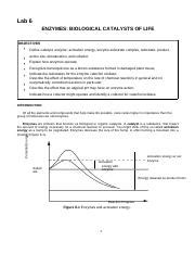 Lab Enzymes Pdf Lab Enzymes Biological Catalysts Of Life