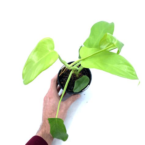 Philodendron - Golden Violin | Buy Indoor Plants Online | The Plant ...