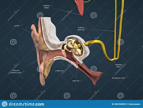 Sound Passes Through The Ear And Carries Signals To The Brain Stem