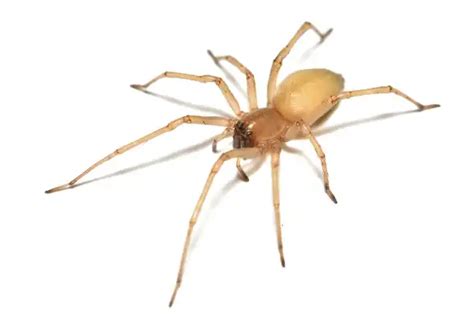 Yellow Sac Spider - Facts, Size, Diet, Pictures - All Animal Facts