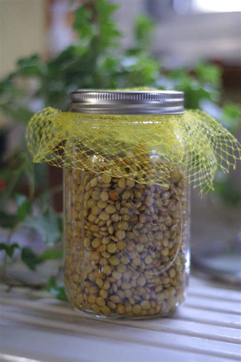 How To Grow Lentil Sprouts For Chickens Silver Fox Farm