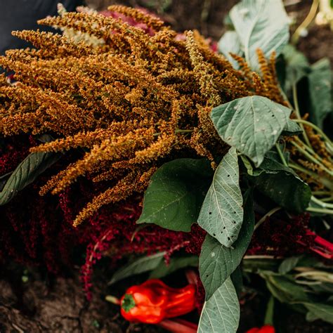 Amaranth - Thresh Seed Co.