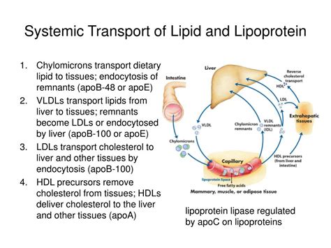 Ppt Lipid Homeostasis And Transport Powerpoint Presentation Free