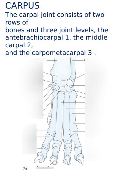 Diagram of carpus | Quizlet