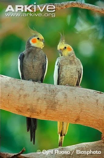 Tierra De Papagayos Loros Cacatuas Pericos Cotorras Y Guacamayos