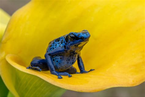 7 tipos de anfibios venenosos - Mis Animales