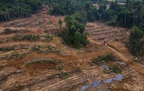 Konflik dan Penggundulan Hutan Meningkat di Papua - Pusaka Bentala Rakyat