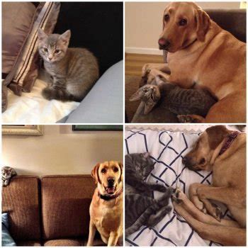 Frozen Caramel Hot Chocolate The Cookie Rookie